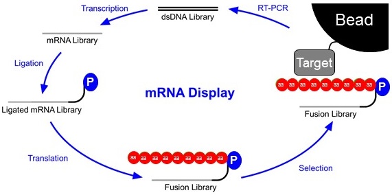A round cycle representation of mRNA display cycle. A double line representing a double stranded DNA library is located at the top. An arrow with "transcription" over it then points to a single line representing the transcribed mRNA library. An arrow with "ligation" over it then points to a single line that leads to a curve with a "P" in a circle, representing the ligated mRNA library, where the mRNA library is ligated to puromycin by a polyA chain. An arrow with "translation" over it then points to a new structure that now includes several red circles attached to the puromycin, representing the fused translated peptide chain. This full structure represents the fusion library. An arrow with "selection" then points to the fusion library structure next to a structure with a circle, indicating a bead, that is connected to a box, indicating the immobilized target. This combination represents the fusion library binding to the immobilized target. A arrow with "RT-PCR" then returns to the original double stranded DNA library representation, indicating the restart of the cycle.